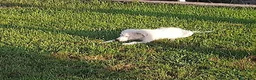 Meticcio cani in regalo: Totò cerca casa - Annuncio 1