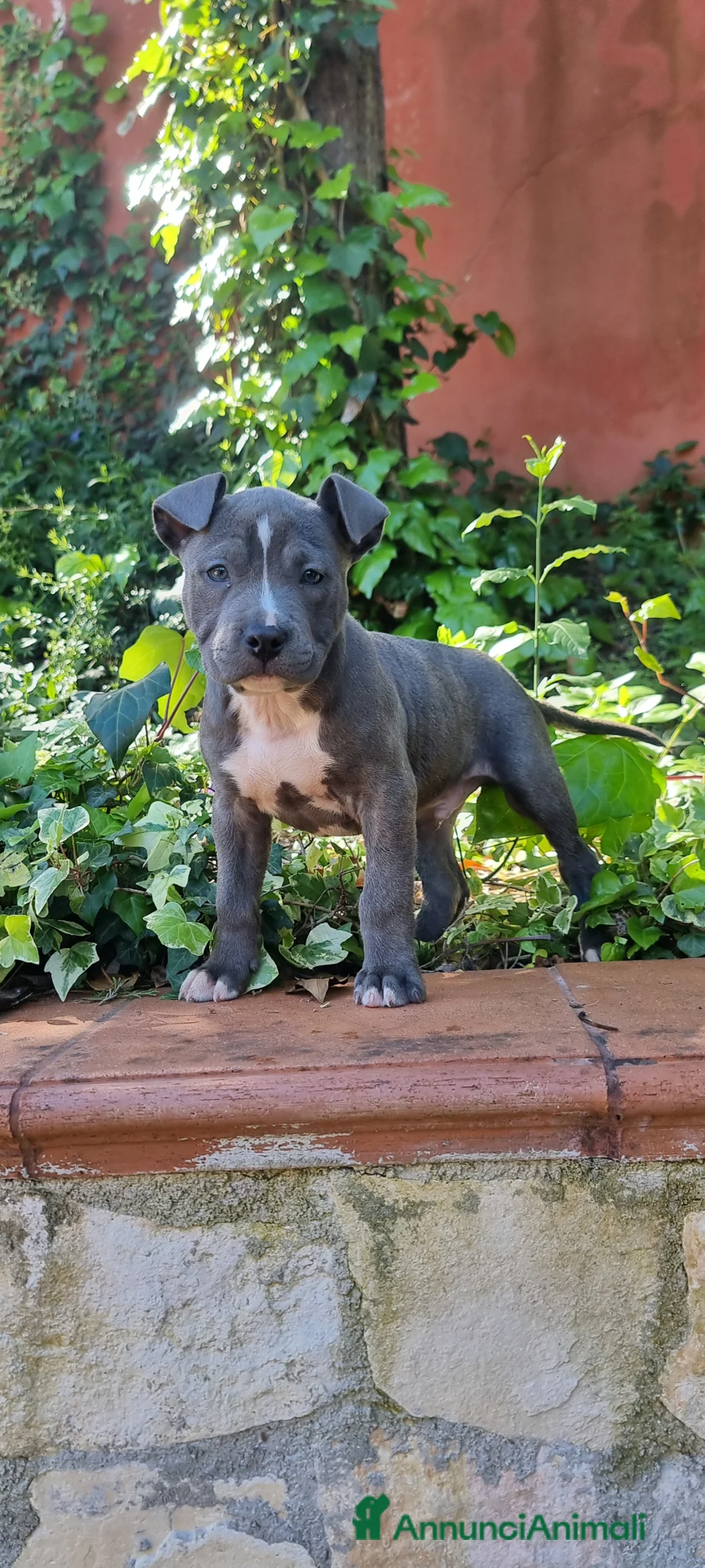 American Staffordshire cani in vendita: Cuccioli Amstaff con pedigree in tutta Italia  a Città Metropolitana di Bari - Annuncio 2