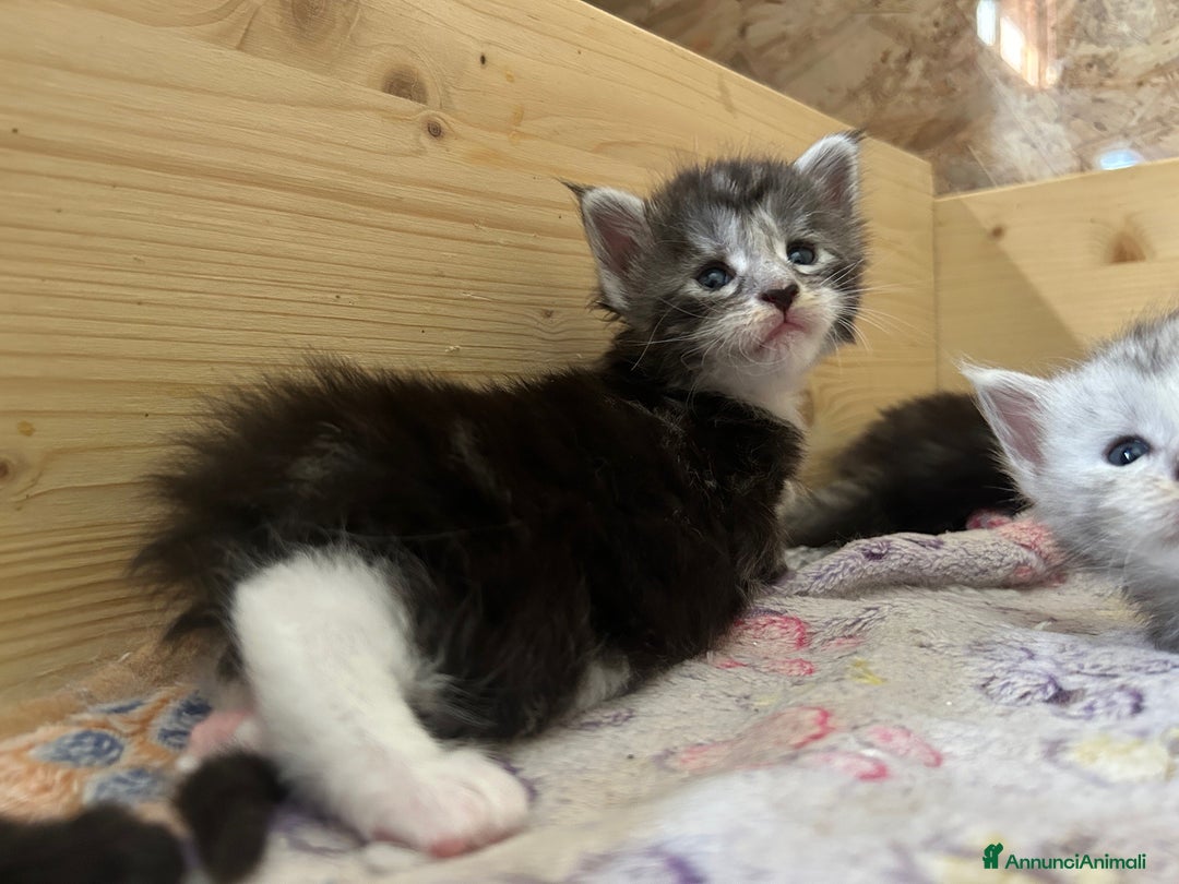 Maine Coon gatti in vendita: Maine Coon cuccioli pedigree ANFI a Provincia di Modena - Immagine 10