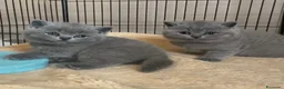 British gatti in vendita: British shorthair blu - Annuncio 24