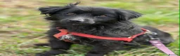 Meticcio cani in regalo: MONICA, coccolona in nero! TG PICCOLA - Annuncio 2