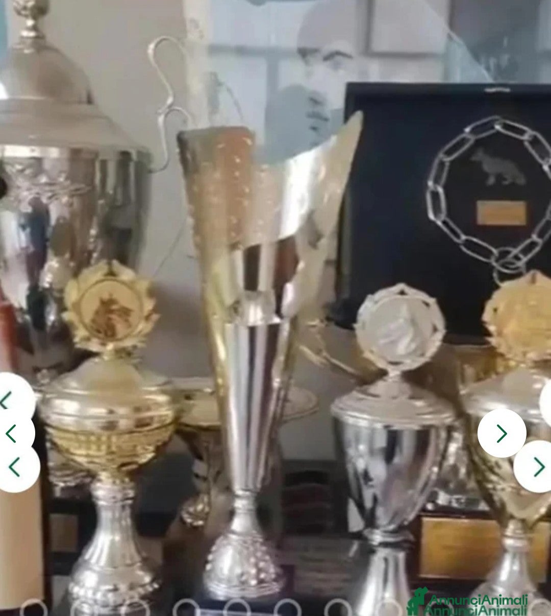 Pastore Tedesco cani in vendita: splendidi cuccioli pastore tedesco  - Annuncio 20