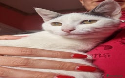 Europeo gatti in regalo: Macchia cerca casa 🏡  - Immagine 4