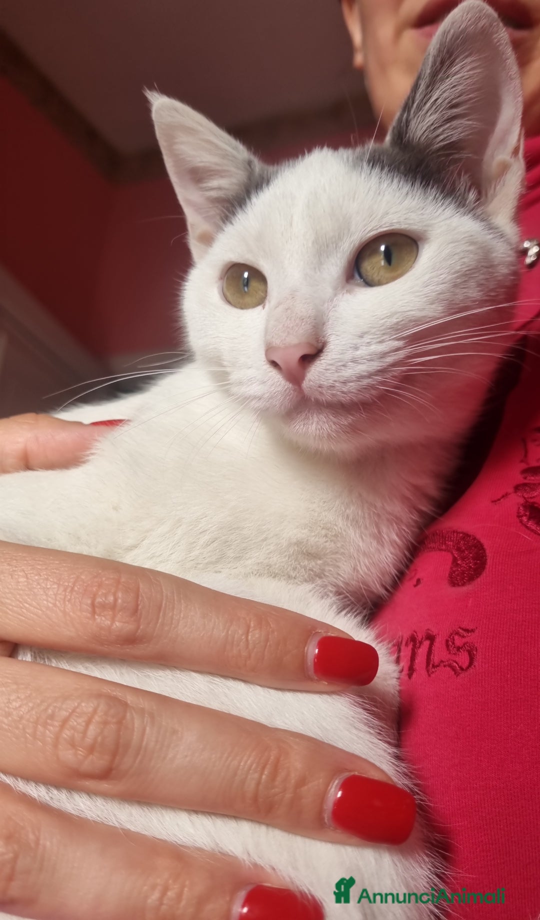 Europeo gatti in regalo: Macchia cerca casa 🏡  - Immagine 4