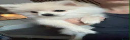 Volpino Pomerania cani in vendita: Volpino Pomerania  - Annuncio 3
