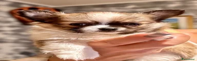 Chihuahua 3