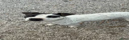 Meticcio cani in regalo: 2 anni, Dolcissima, mini mollossina.  - Annuncio 3