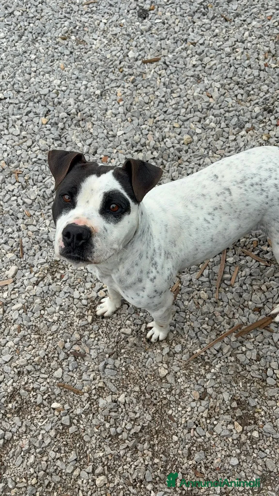 Meticcio cani in regalo: 2 anni, Dolcissima, mini mollossina.  - Annuncio 2