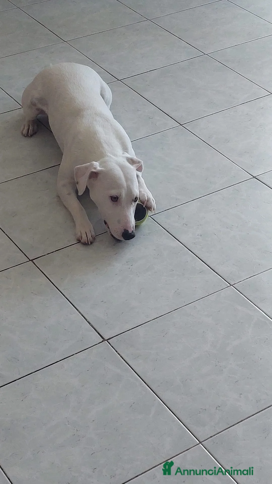 Jack Russell cani in regalo: Cerco una famiglia degna per il mio jack - Annuncio 6