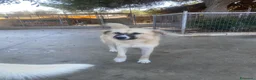 Meticcio cani in regalo: Burka 1 anno, buonissima - Annuncio 6