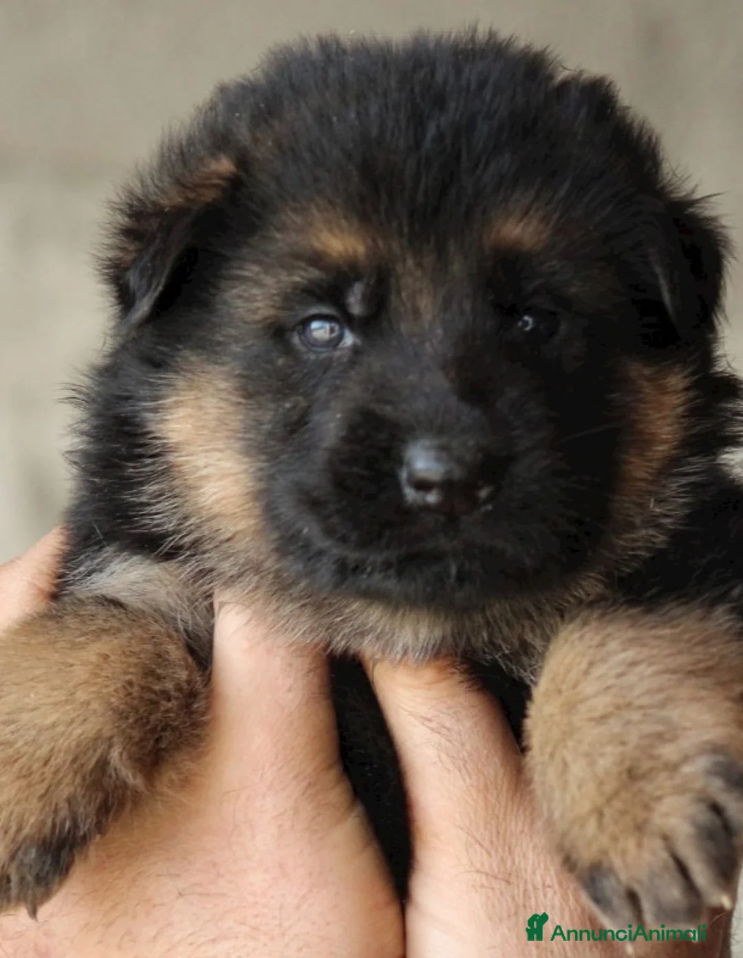 Pastore Tedesco cani in vendita: Cuccioli Pastore Tedesco PURA RAZZA  a Ente di decentramento regionale di Udine - Annuncio 6