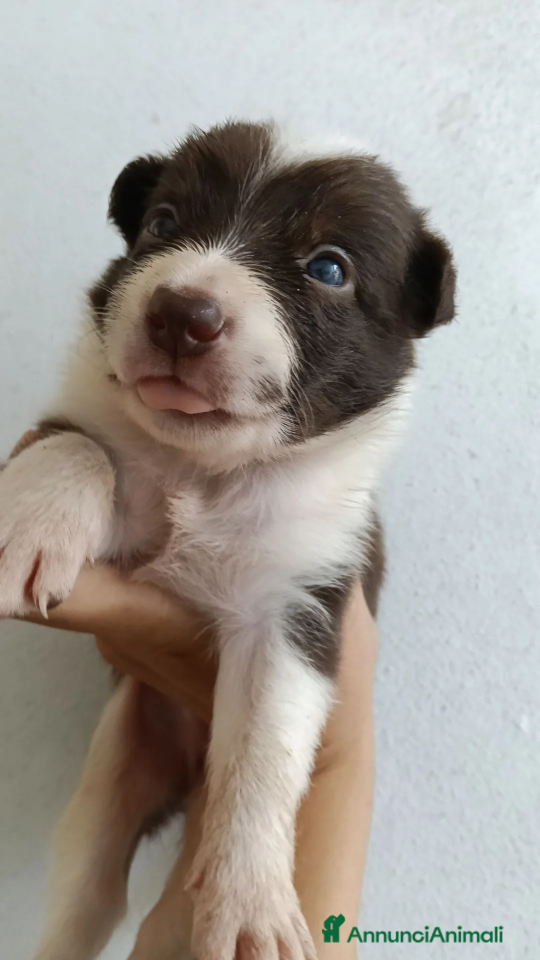 Border Collie cani in vendita: Border collie con pedigree ENCI - Annuncio 2