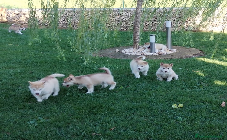 Alaskan Malamute cani - Annuncio 4