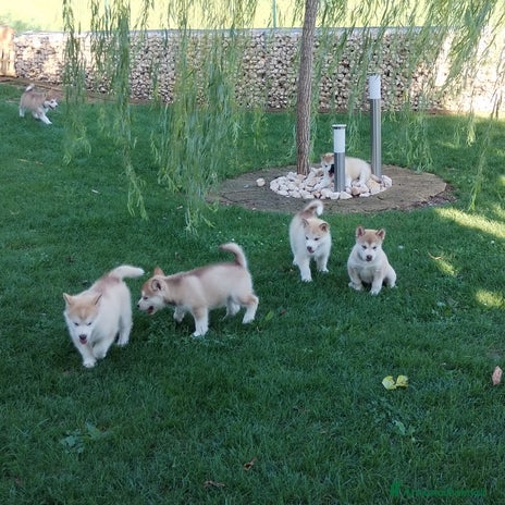 Alaskan Malamute cani - Annuncio 4