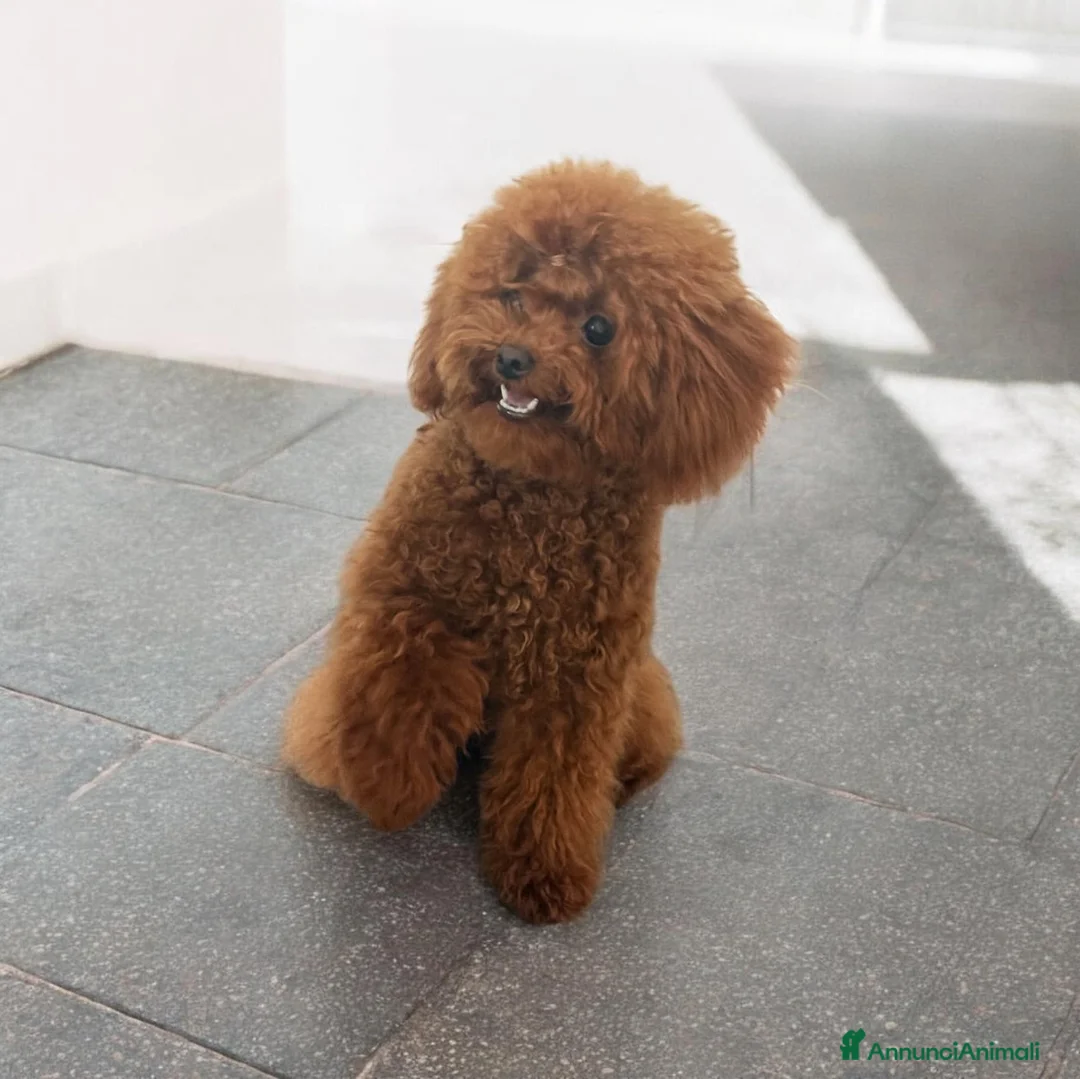 Barboncino cani in vendita: Barboncini Red Intenso asiatici Mini toy  - Annuncio 2