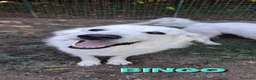 Pastore Abbruzzese Maremmano cani in regalo: Sara e Bingo dolcissimi simil maremmani - Annuncio 3