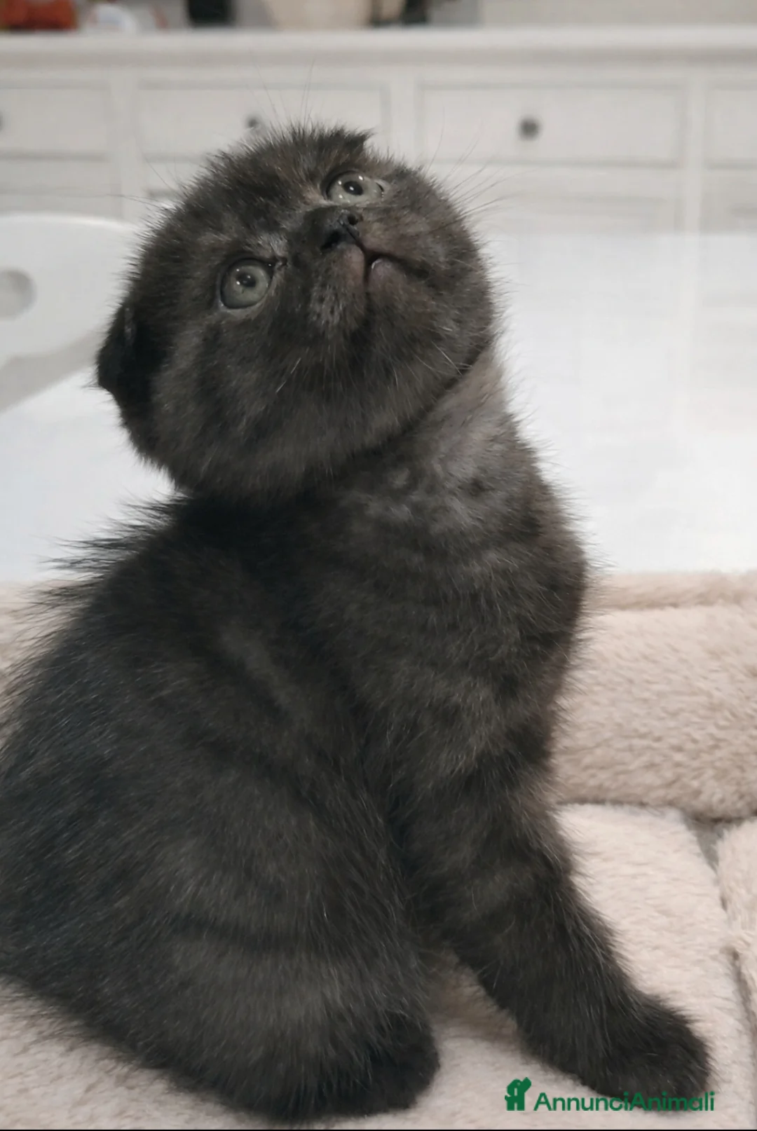 Scottish gatti in vendita: Scottish fold  - Annuncio 8