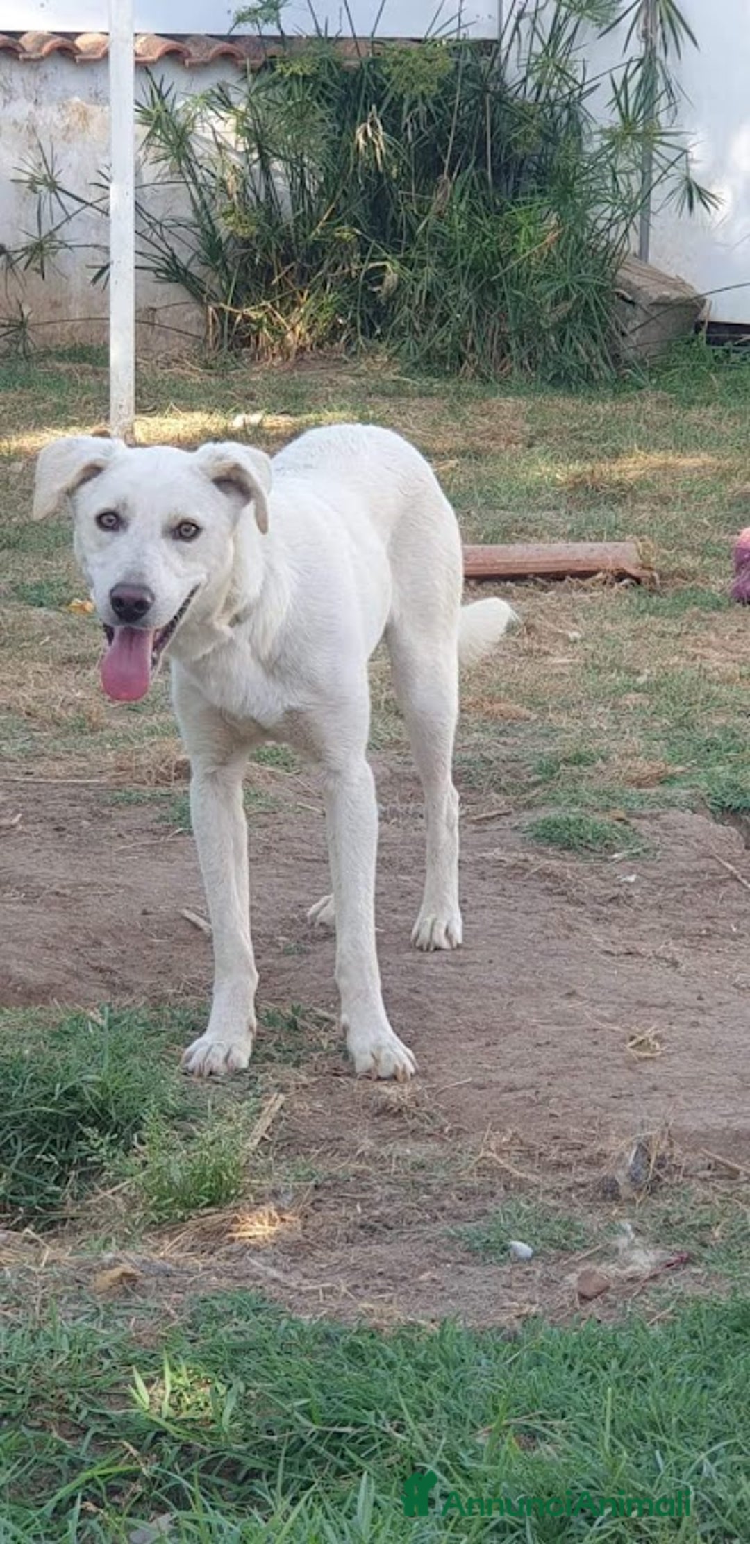 Meticcio cani in regalo: BLANCO TAGLIA MEDIA DOLCE E SIMPATICO - Annuncio 7
