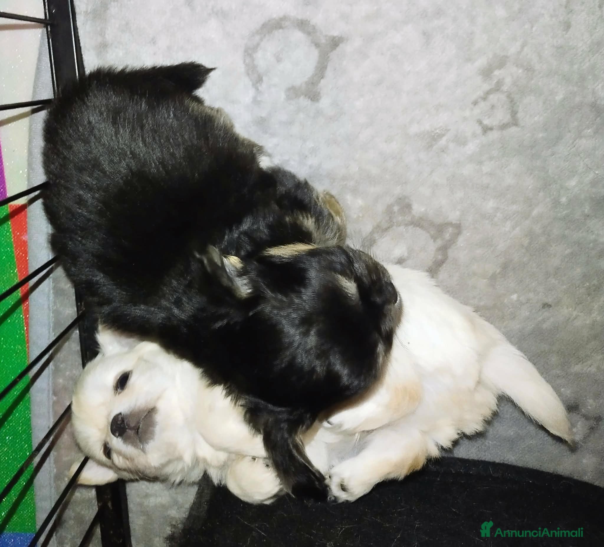 Chihuahua cani Chihuahua pelo lungo cuccioli - Annuncio 2