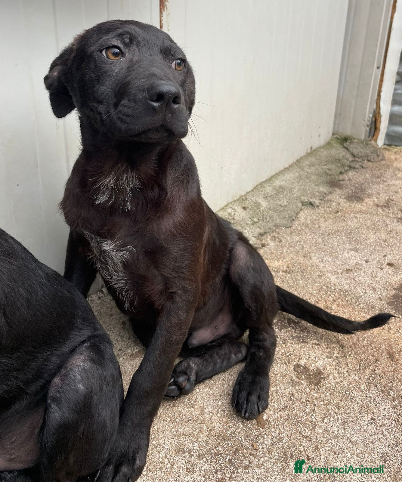 Meticcio cani IL TENERO SIMON a Provincia di Verona - Annuncio 3