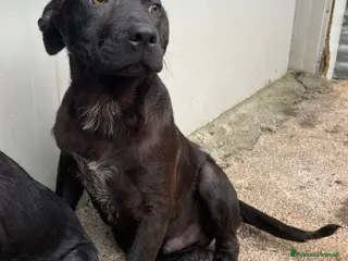 Meticcio cani IL TENERO SIMON a Provincia di Verona - Annuncio 5