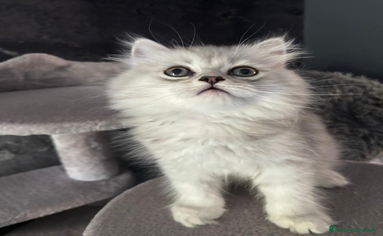 Persiano gatti a Provincia di Ravenna - Annuncio 10