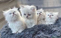 Persiano gatti in vendita: Gattini persiani Chinchilla e Himalayani  a Provincia di Ravenna - Immagine 25