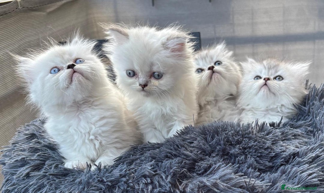 Persiano gatti in vendita: Gattini persiani Chinchilla e Himalayani  a Provincia di Ravenna - Immagine 25