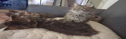 Maine Coon gatti in vendita: Maine coon cuccioli - Annuncio 9