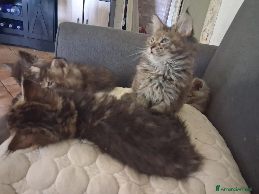 Maine Coon gatti in vendita: Maine coon cuccioli - Annuncio 9