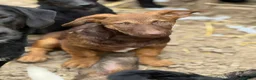 Meticcio cani in regalo: EMILIO, cucciolo dagli occhi chiari!  - Annuncio 7