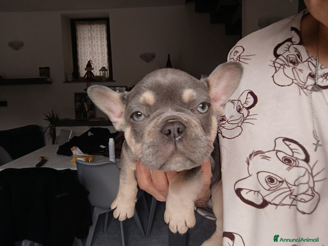 Bulldog Francese cani in vendita: Vendita cucciolo di bulldog francese  - Annuncio 3