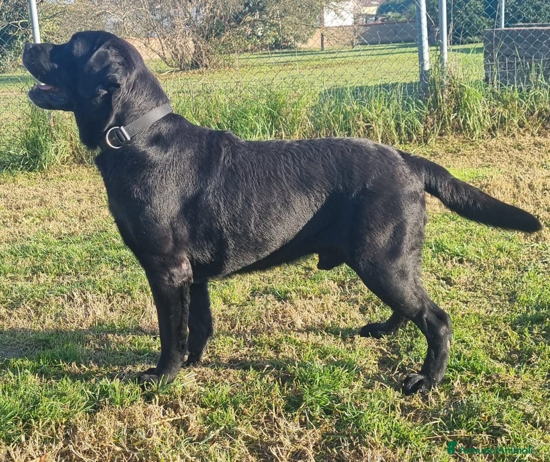 Labrador cani in regalo: Regalo maschio di Labrador Retriever  - Annuncio 2