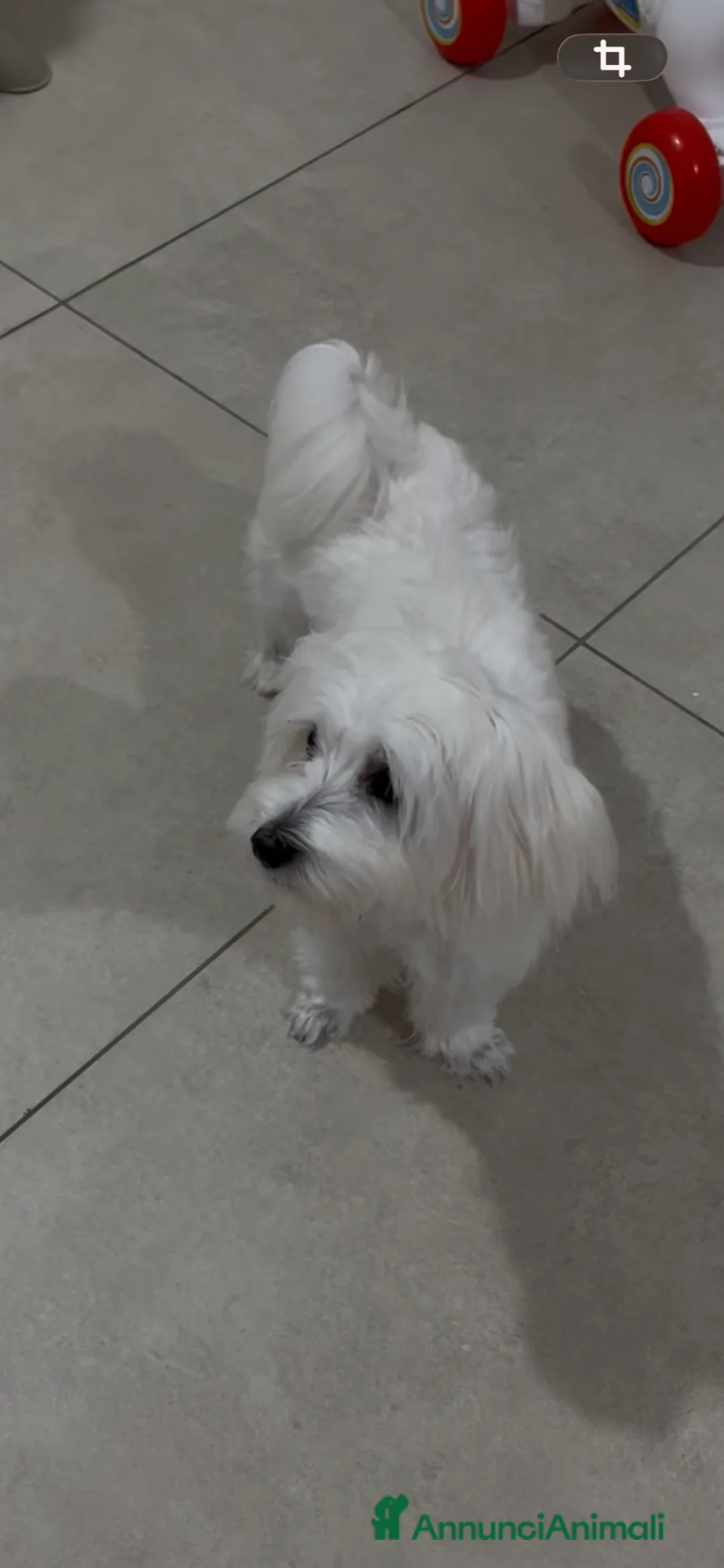 Maltese cani in vendita: Maltese a Città metropolitana di Reggio Calabria - Annuncio 2