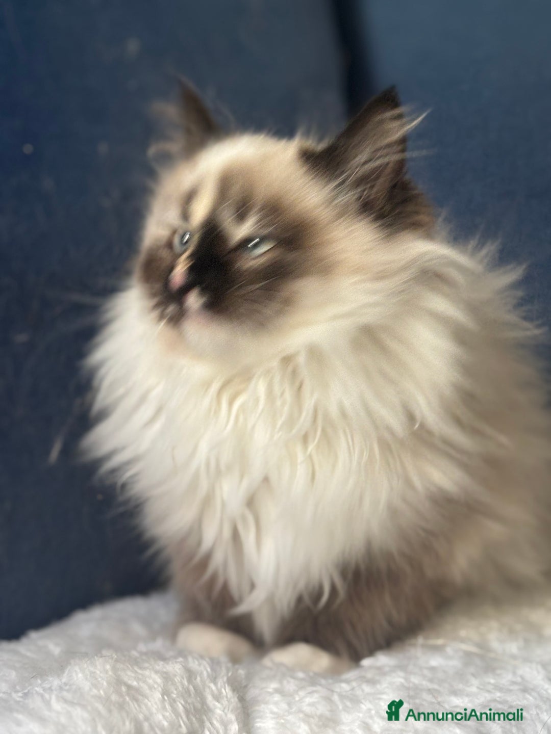 Siberiano gatti in vendita: Dolcissima gattina siberiana ipoallergenica - Annuncio 3
