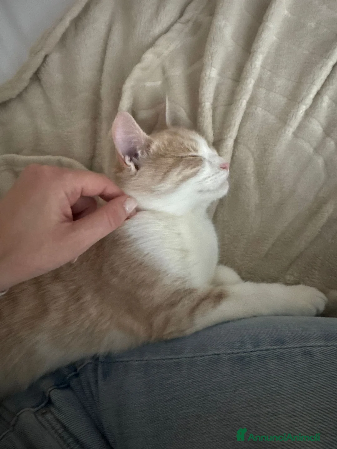 Meticcio gatti in regalo: CHI ADOTTA LA BELLA PIMPI? - Annuncio 8