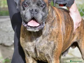 Boxer cani IL SIMPATICO VITO HA BISOGNO DI UNA CASA - Annuncio 2