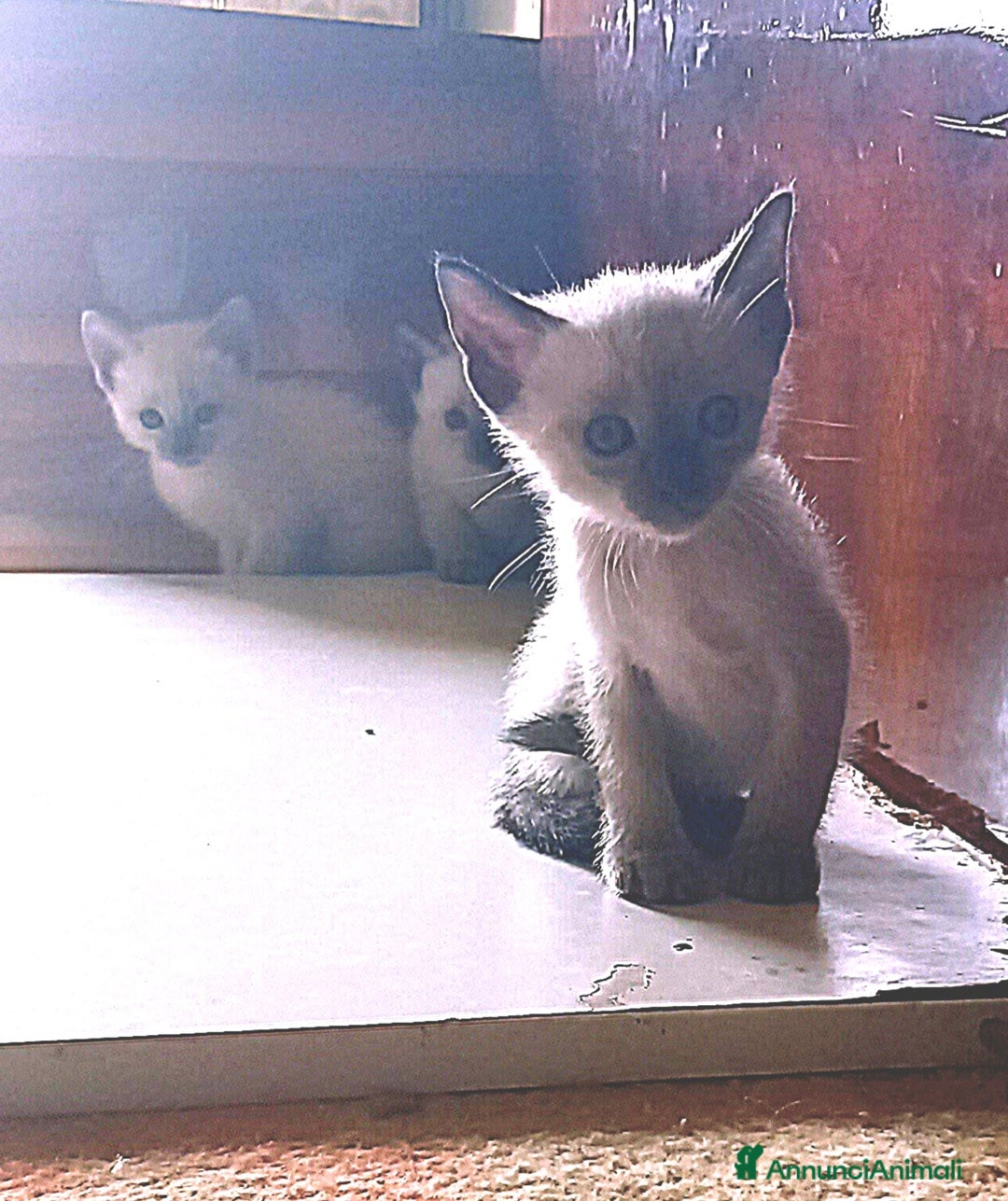 Siamese gatti in vendita: Bellissimi Thai - Annuncio 10