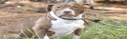 Pitbull cani in vendita: Pitbull - Annuncio 2
