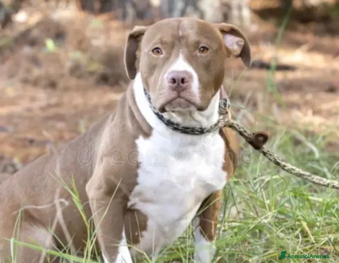 Pitbull cani in vendita: Pitbull - Annuncio 2