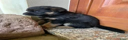 Pastore Tedesco cani in vendita: Disponibili cuccioli di pastore tedesco a Provincia del Sulcis Iglesiente - Annuncio 5