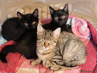 Europeo gatti TRILLI, PETER e PAN - Annuncio 24