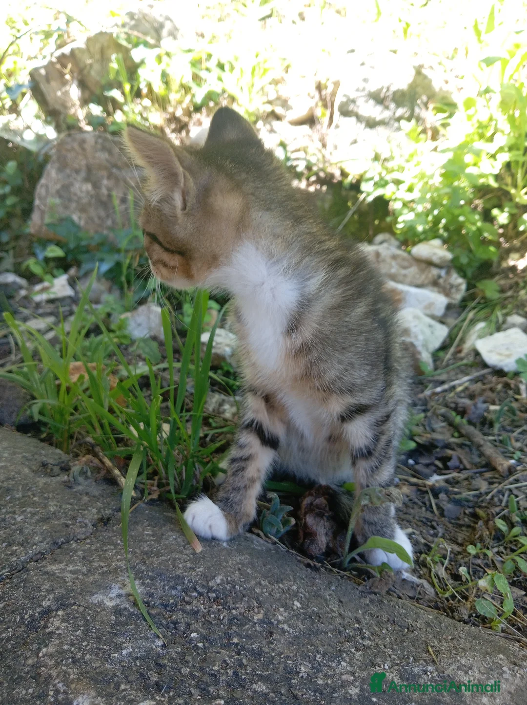 Meticcio gatti in regalo: Regalo meravigliosa gattina  - Annuncio 3