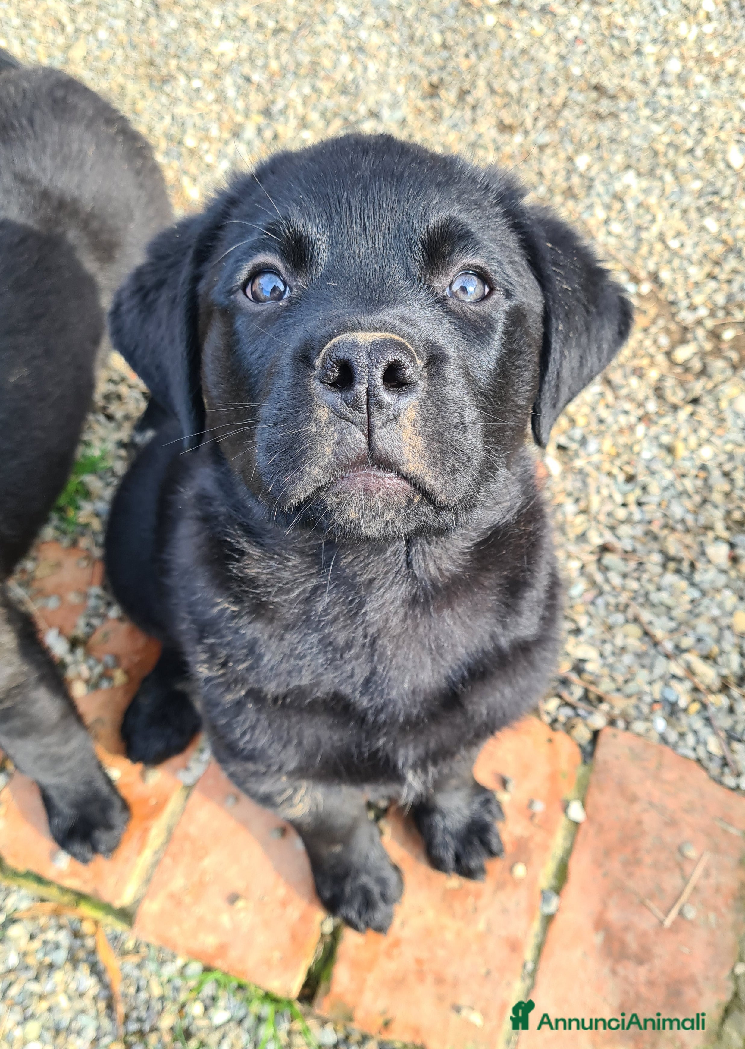 Rottweiler cani CHUCKY, patatone mix ROTTWEILER. 2 MESI - Annuncio 2