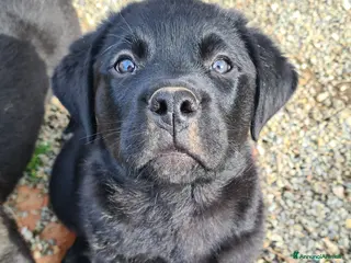 Rottweiler cani CHUCKY, patatone mix ROTTWEILER. 2 MESI - Annuncio 2