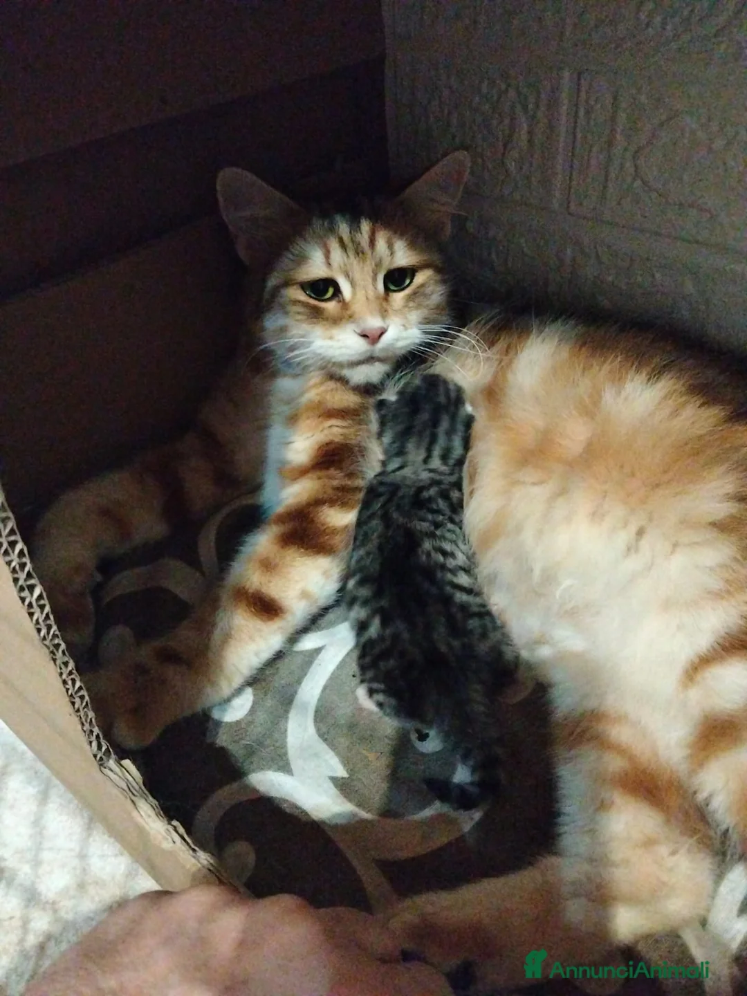 Siberiano gatti in vendita: Siberiano  - Annuncio 2