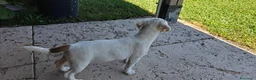 Jack Russell cani in vendita: Jack Russell terrier - Annuncio 6