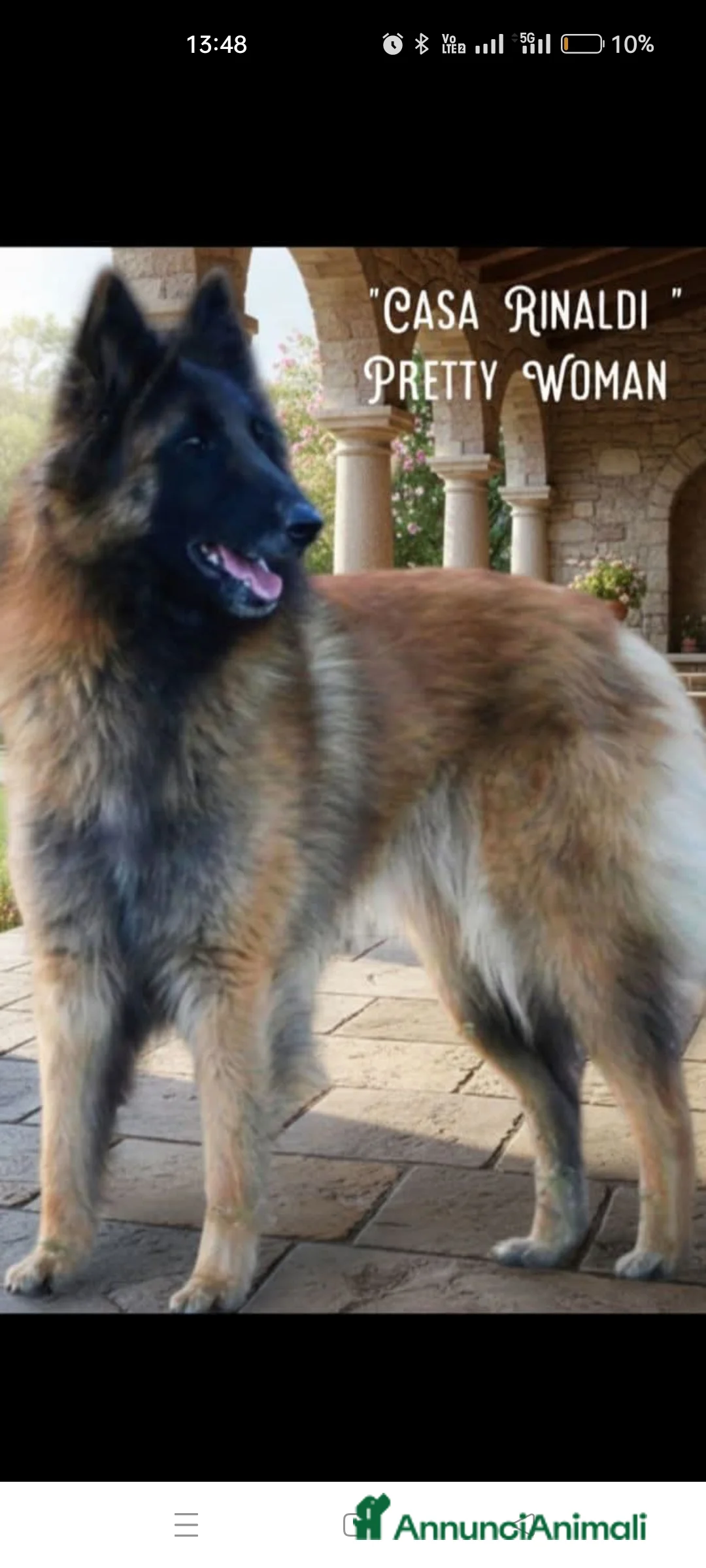 Pastore Belga cani in vendita: Allevamento di Casa Rinaldi  - Annuncio 4