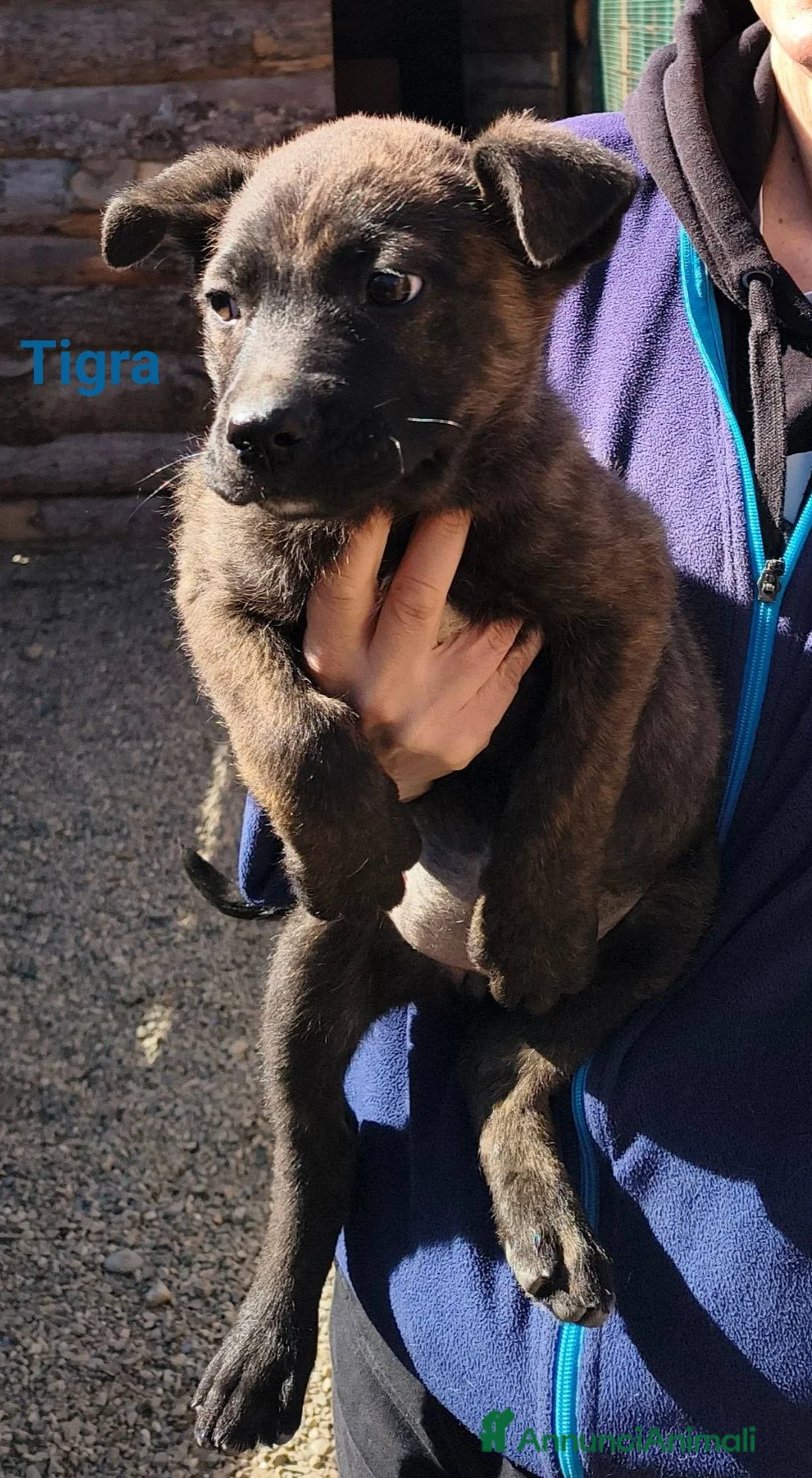 Meticcio cani in regalo: Bruna Tigra e Kronos - Annuncio 4