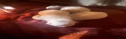 Meticcio gatti in regalo: GATTINE BIANCHE a Provincia di Cuneo - Annuncio 5